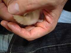 dscf0004.jpg